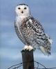 Snowy Owl (Nyctea scandiaca)