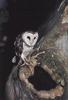 Barn Owl (Tyto alba)