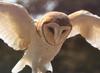 Barn Owl (Tyto alba)