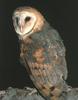 Barn Owl (Tyto alba)