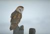 Barn Owl (Tyto alba)