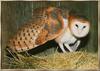 Barn Owl (Tyto alba)