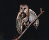 Barn Owl (Tyto alba)