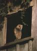 Barn Owl (Tyto alba)