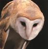 Barn Owl (Tyto alba)