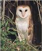 Barn Owl (Tyto alba)