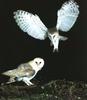 Barn Owls (Tyto alba)