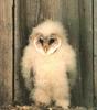 Barn Owl chick (Tyto alba)