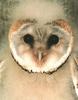 Barn Owl chick (Tyto alba)