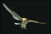 Barn Owl flying (Tyto alba)