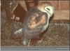 Barn Owl (Tyto alba)