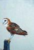 [Animal Art] Barn Owl (Tyto alba)