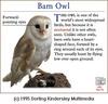 Barn Owl (Tyto alba)