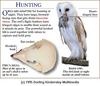 Barn Owl (Tyto alba)