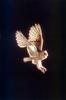 Barn Owl in flight (Tyto alba)