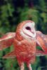 Barn Owl (Tyto alba)