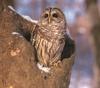 Barred Owl (Strix varia)