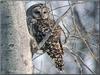 Barred Owl (Strix varia)