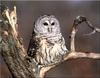 Barred Owl (Strix varia)