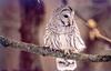 Barred Owl (Strix varia)