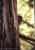 Barred Owl (Strix varia)