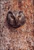 Boreal Owl (Aegolius funereus)