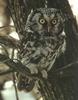 Boreal Owl (Aegolius funereus)