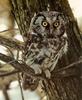 Boreal Owl (Aegolius funereus)