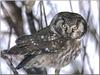 Boreal Owl (Aegolius funereus)