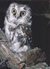 Boreal Owl (Aegolius funereus)