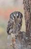 Boreal Owl (Aegolius funereus)