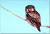 Boreal Owl (Aegolius funereus)