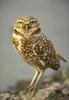 Burrowing Owl (Athene cunicularia)