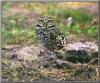 Burrowing Owl (Athene cunicularia)