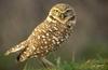 Burrowing Owl (Athene cunicularia)