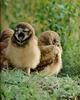 Burrowing Owl and chicks (Athene cunicularia)