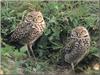 Burrowing Owl pair (Athene cunicularia)