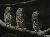 Owls