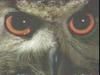 Owl's eyes