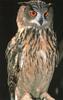 Eagle Owl