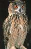 Eagle Owl