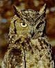 Eagle Owl