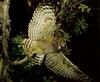 Eagle Owl