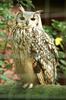 Bengal Eagle Owl, Indian Eagle Owl (Bubo bengalensis)