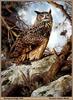 [Animal Art - Teranee James Bond] Eurasian Eagle Owl (Bubo bubo)