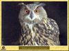 Eurasian Eagle Owl (Bubo bubo)