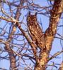 Spotted Eagle Owl (Bubo africanus)