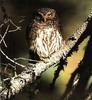 Eurasian Pygmy Owl (Glaucidium passerinum)