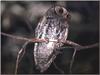 Flammulated Owl (Otus flammeolus)