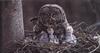 Great Grey Owl & chicks on nest (Strix nebulosa)